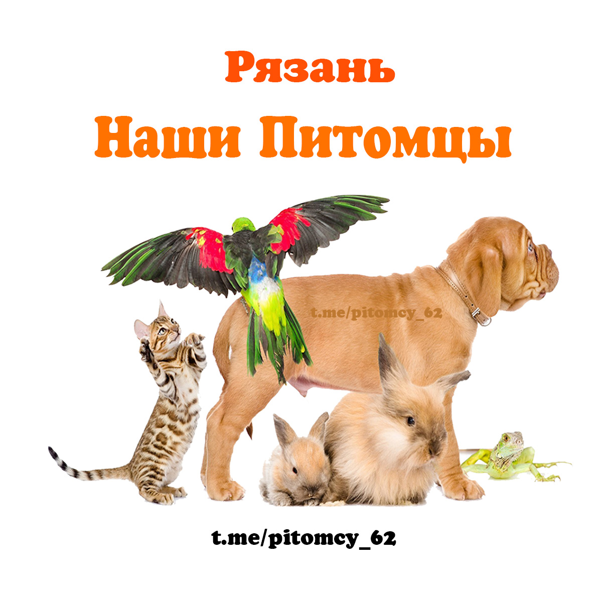Наши питомцы (Рязань) - телеграм-группа